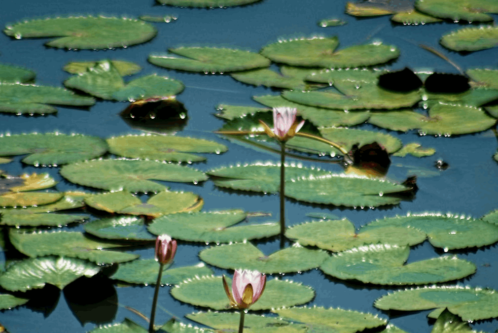 Plant Pond