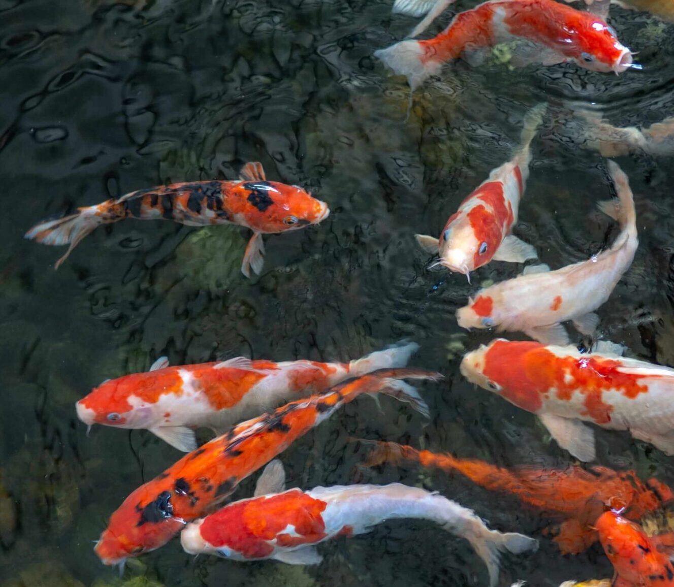 Koi Pond