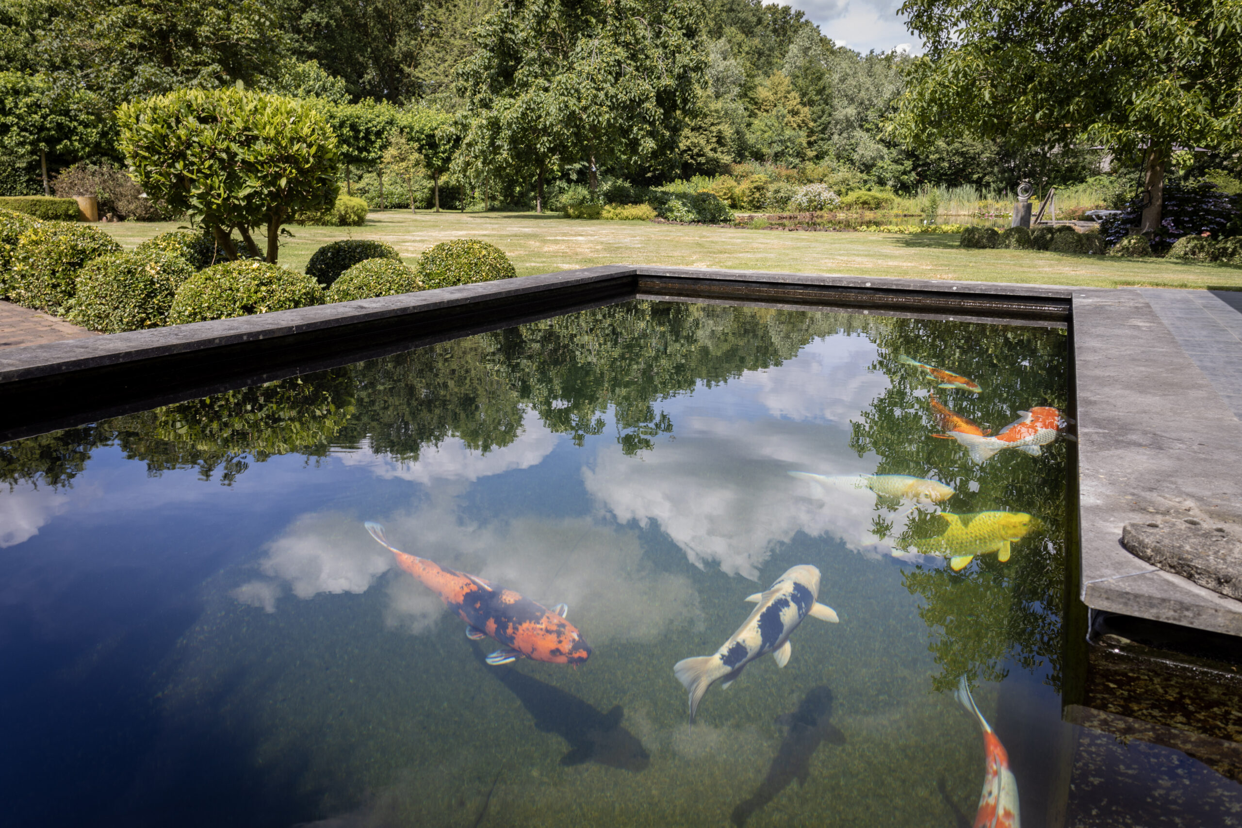 Xclear - Koi Pond - Buster - Heeswijk CA4A6821
